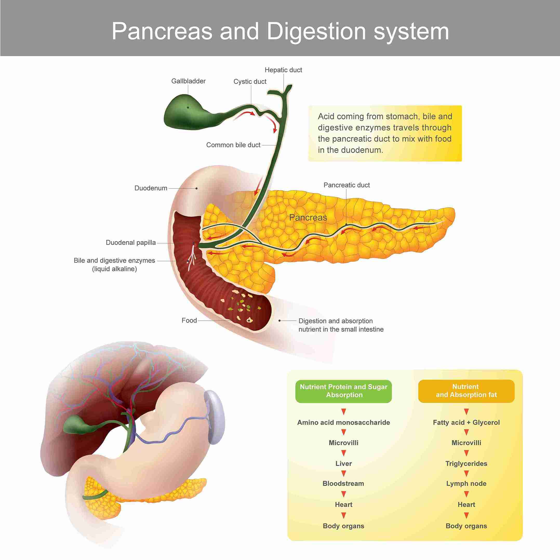 Gallstone Function