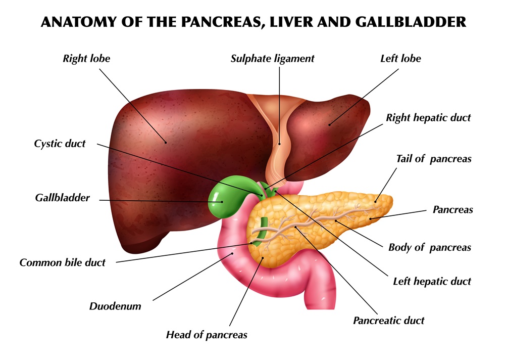 Anatomy Pancreas Liver Infographics